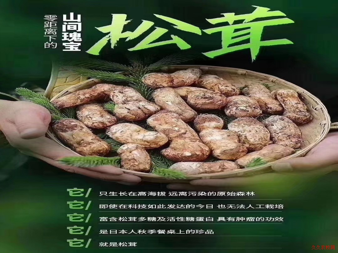 万菌之王——松茸