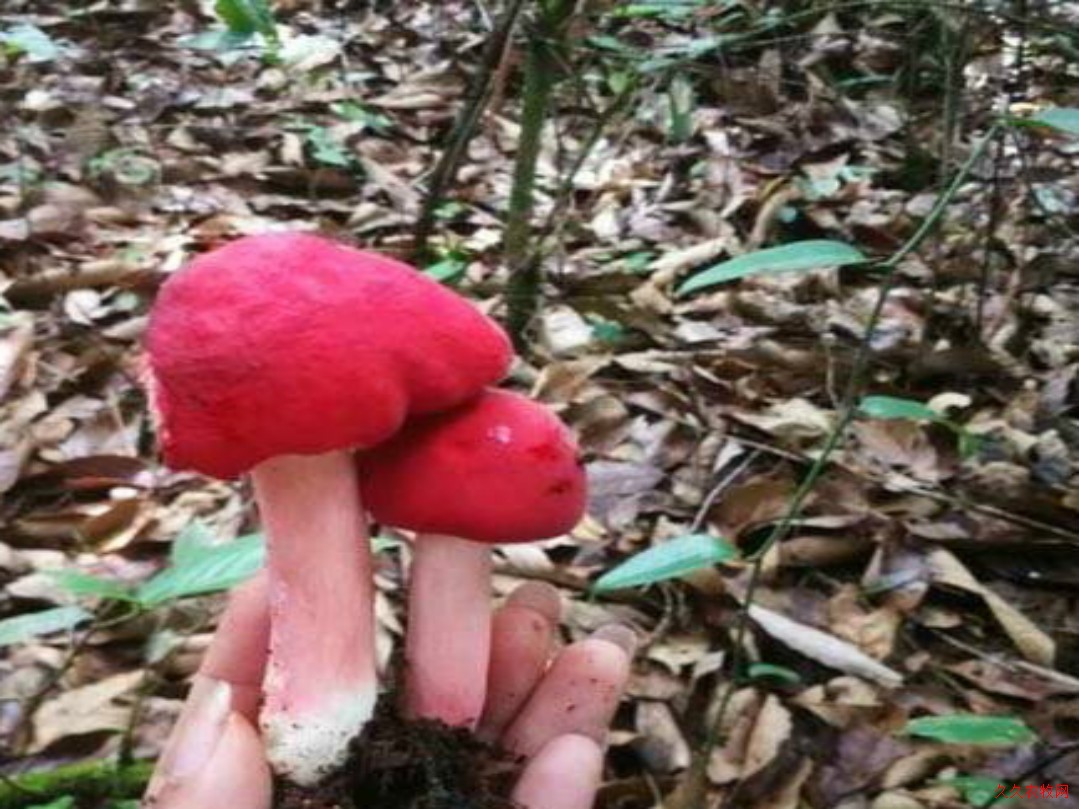    霞姐话野生菌系列之（二）——野生大红菇
